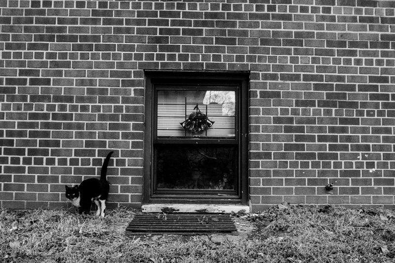 Black and white photo of a cat arching its back beside a door mat under a window in a red brick wall