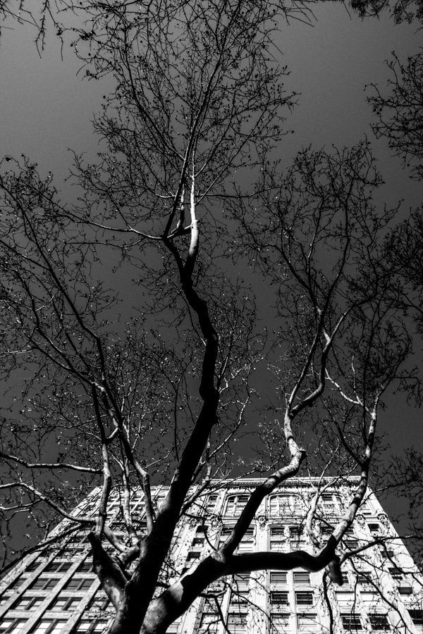 Bare tree branches spreading over an office building, shot looking straight up, black and white