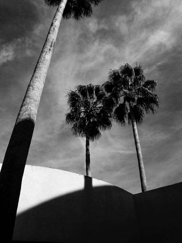Black and white photo of two palm trees against the sky, with a shadow on a wall that lines up with one trunk