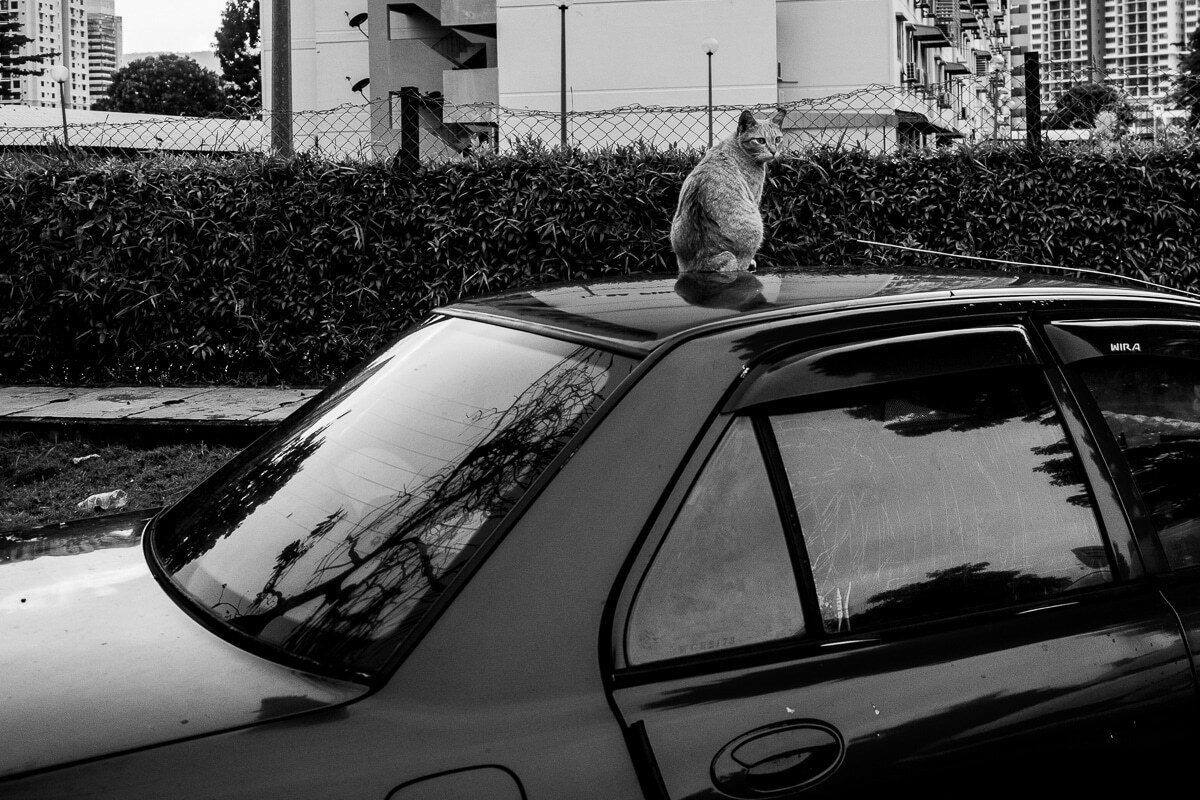 A cat sitting on the roof of a parked car